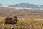 Lone musk ox bull on the arctic tundra of the Seward Peninsula, Alaska Art Print